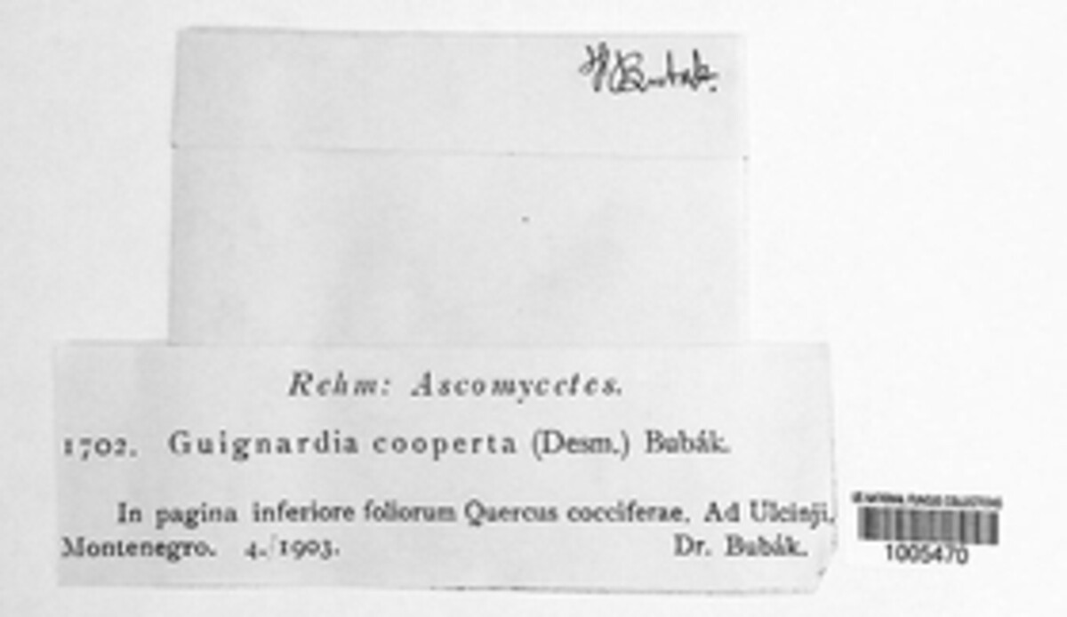 Hyponectria cooperta image